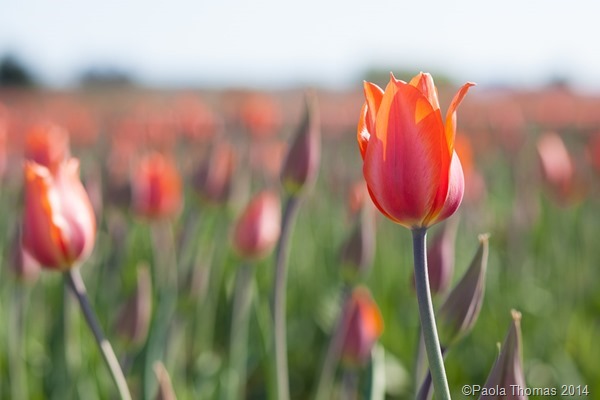Skagit Valley Tulip Fest - photography www.paolathomas.com