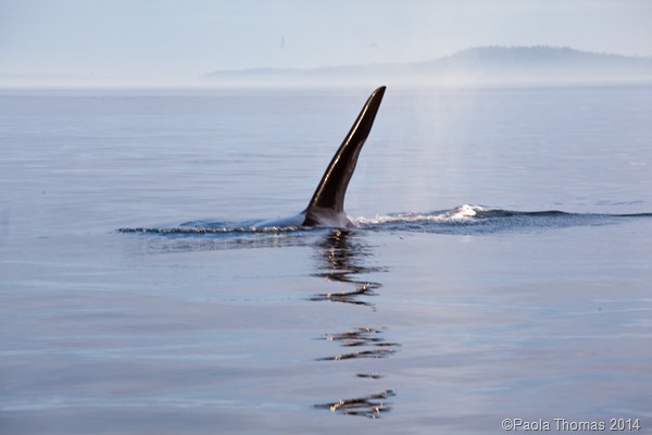 Orcas in the San Juans - photography by www.paolathomas.com