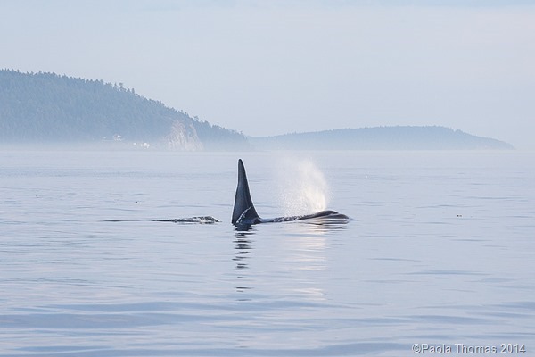Orcas in the San Juans - photography by www.paolathomas.com