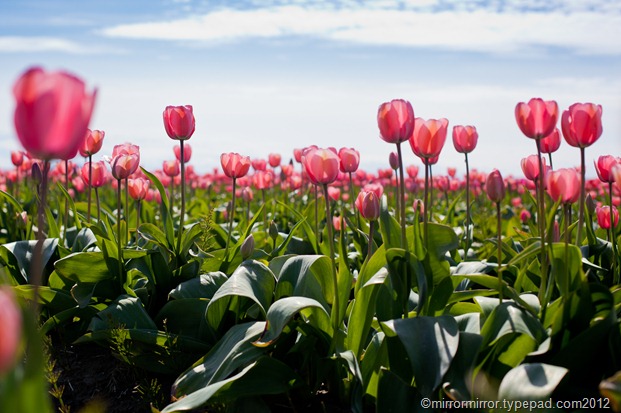 washington-tulip-festival (1 of 1)-2