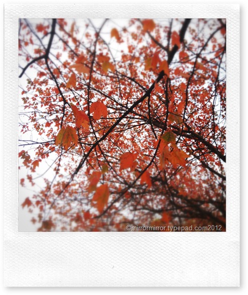 autumn (1 of 1)