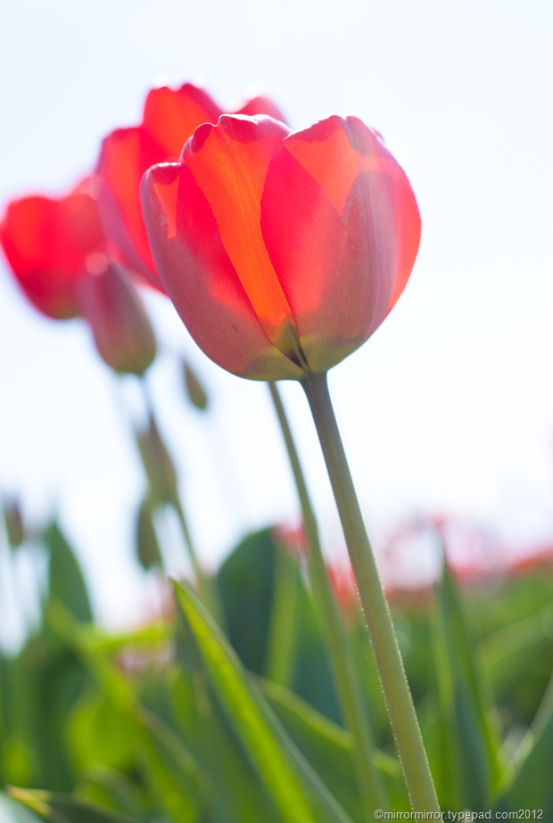 washington-tulip-festival (2 of 17)