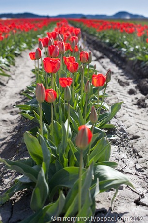 washington-tulip-festival (1 of 17)