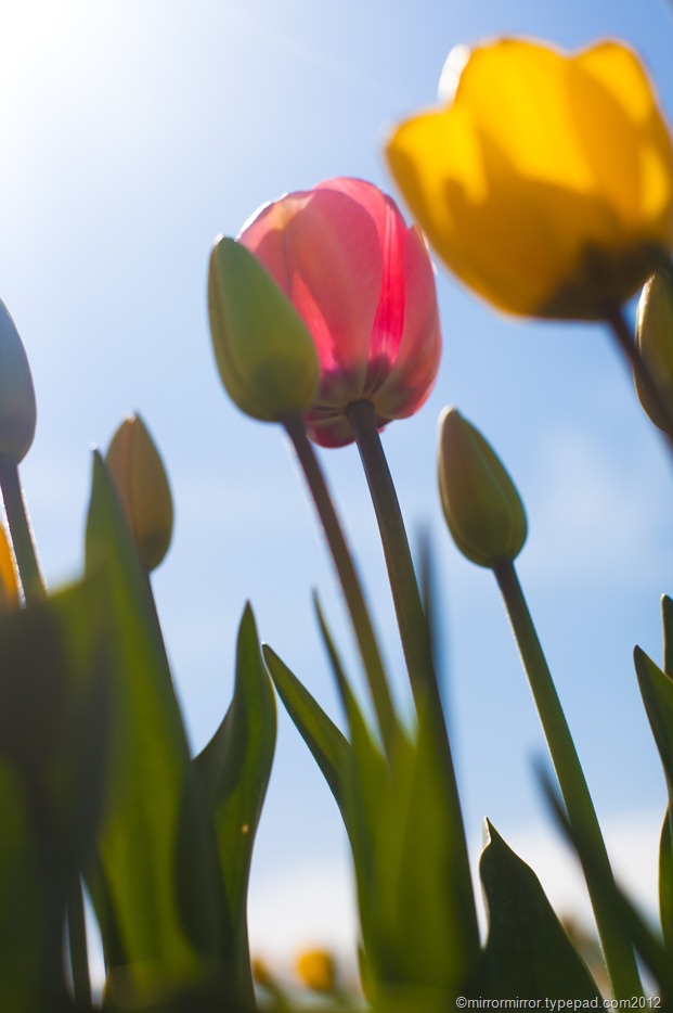 washington-tulip-festival (9 of 17)