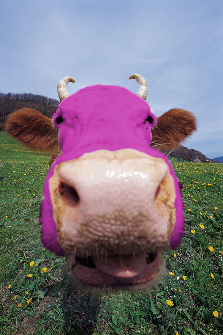 Розовые коровки. Розовая корова. Фиолетовая корова. Морда коровы.